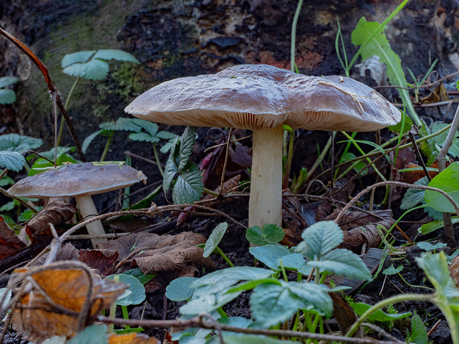 Pluteus cervinus  
