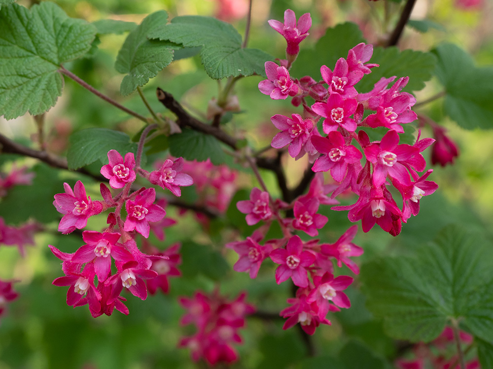 Ribes