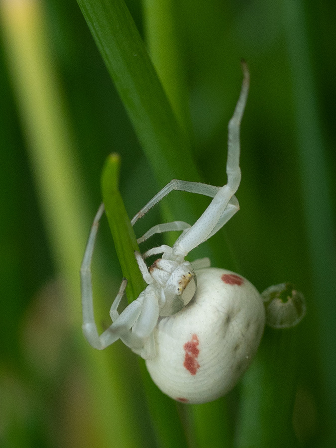 Misumena vatia   