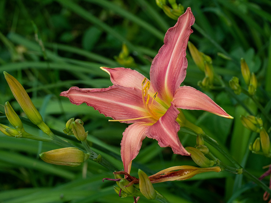 Lily