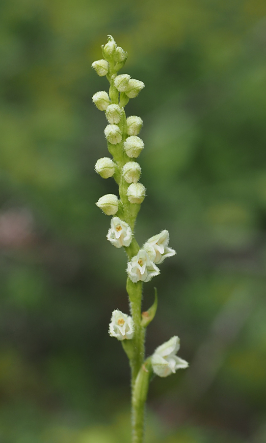Goodyera repens