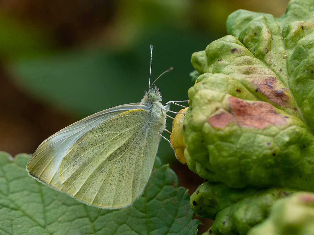 Pieris rapae    