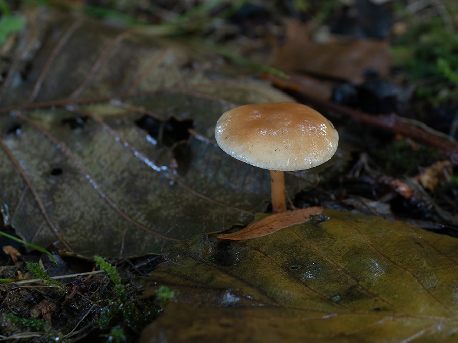 Collybia dryophila