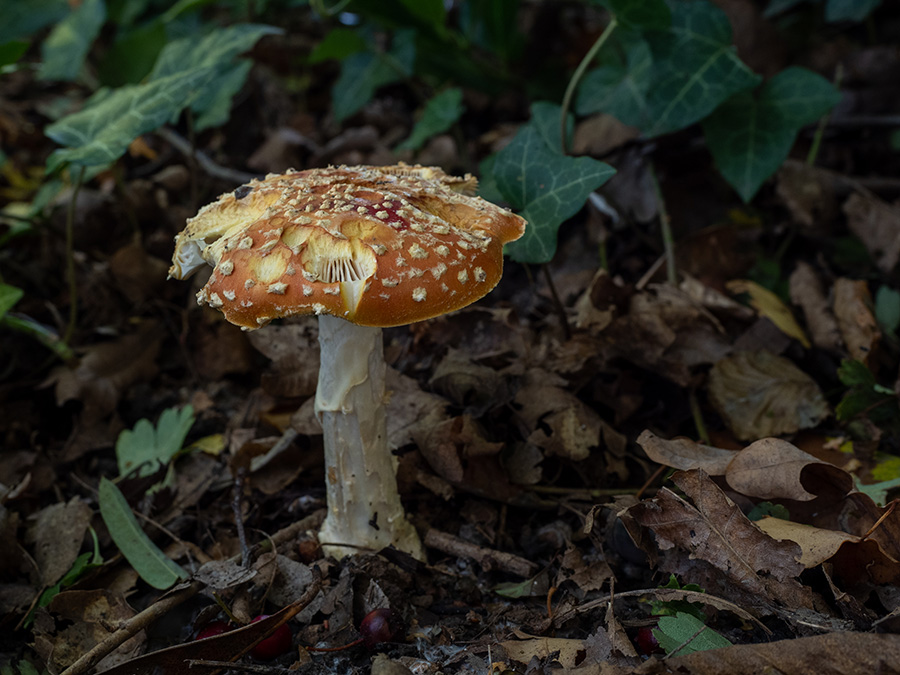Amanita muscaria   