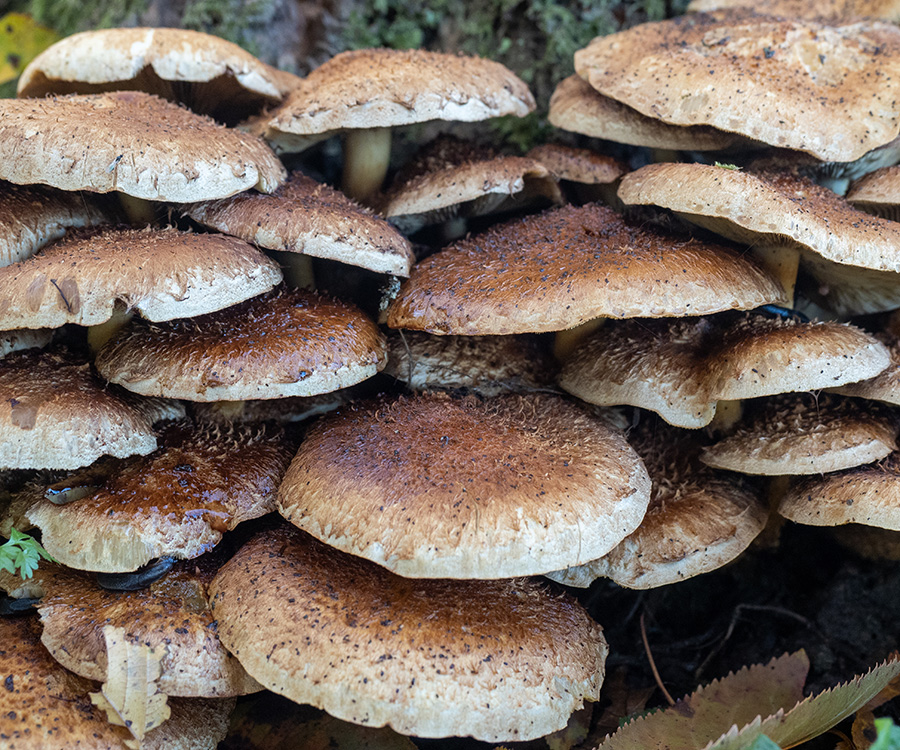 Pholiota squarrosa   