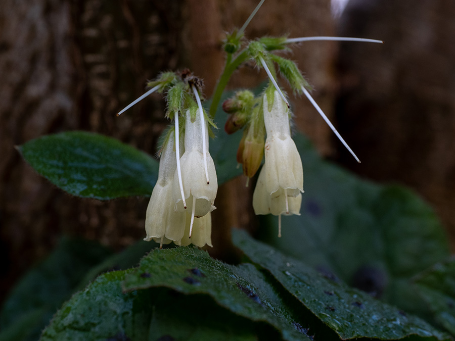 Symphytum tuberosum