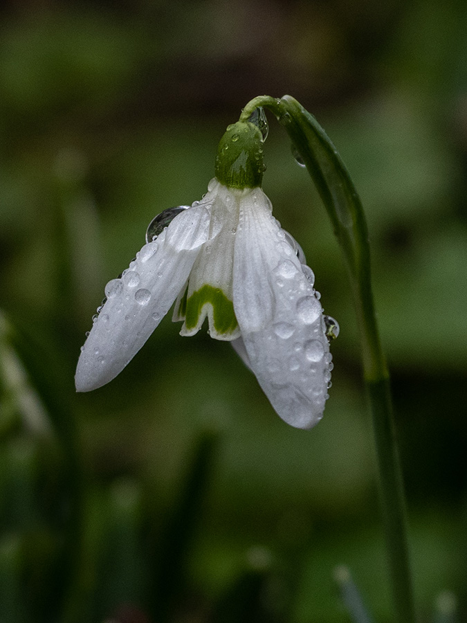 Galanthus nivalis