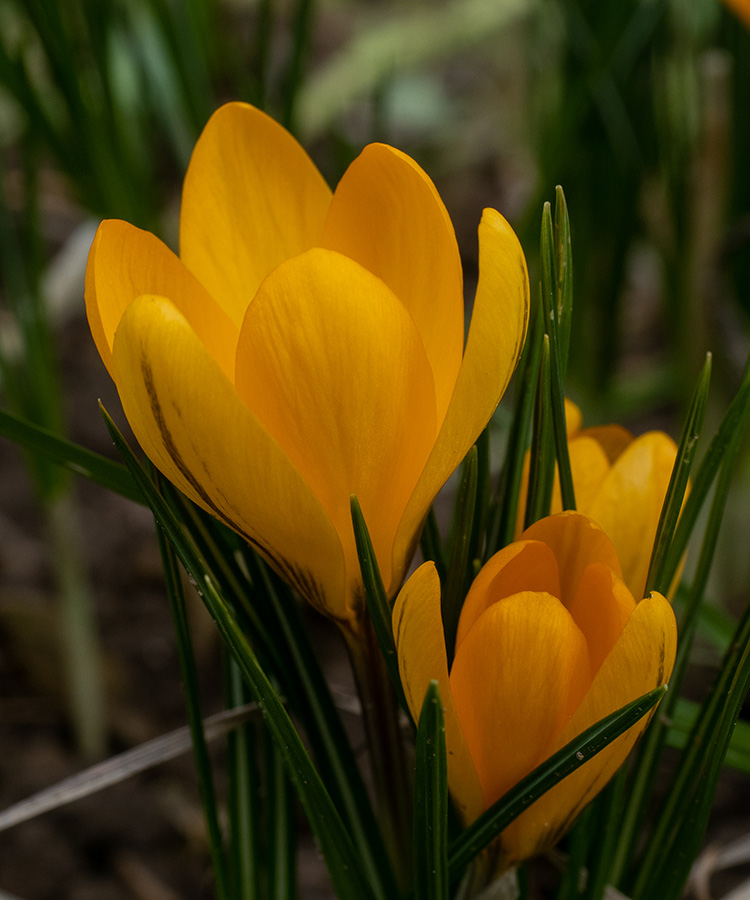 Crocus