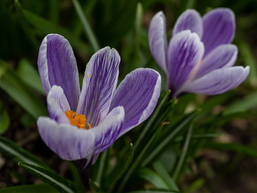 Crocus vernus