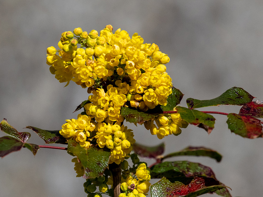 Berberis aquifolium   