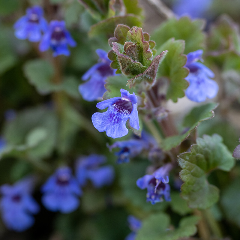 Glechoma hederacea   
