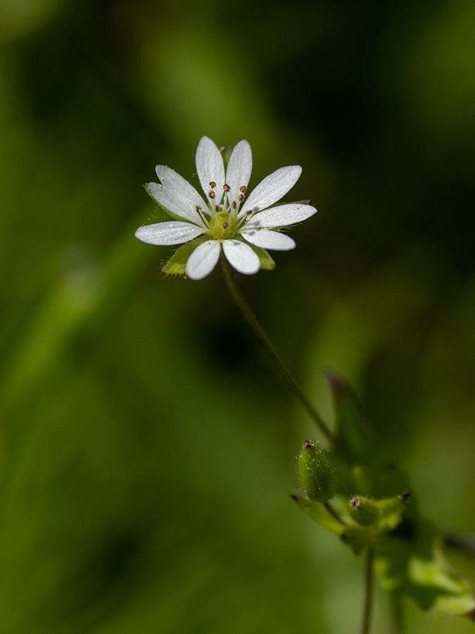 Stellaria graminea  