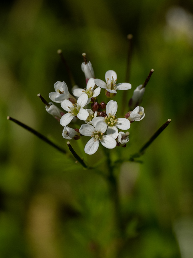 Cardamine flexuosa  