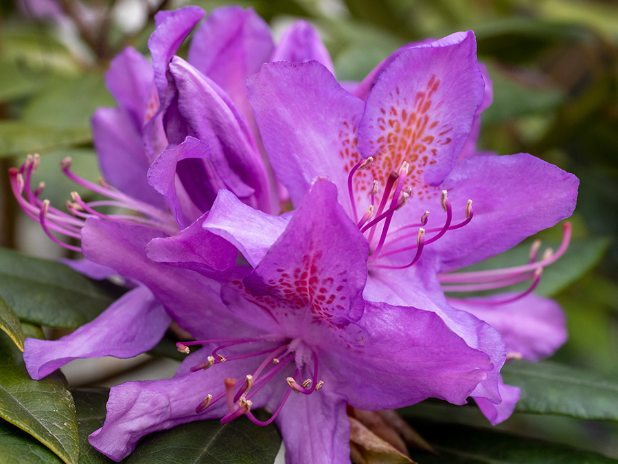 Rododendron