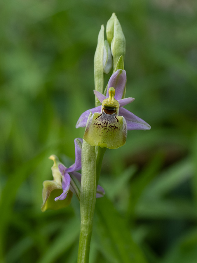 Ophrys holoserica