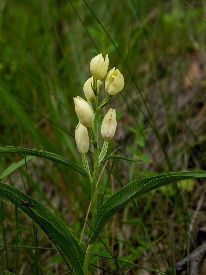 Cephalanthera damasonium