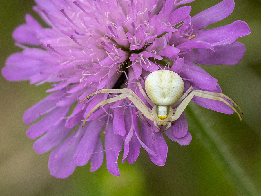Misumena vatia