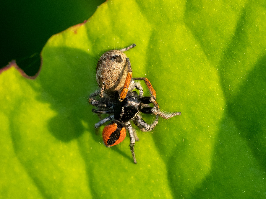 Philaeus chrysops eats Araneus spec.   