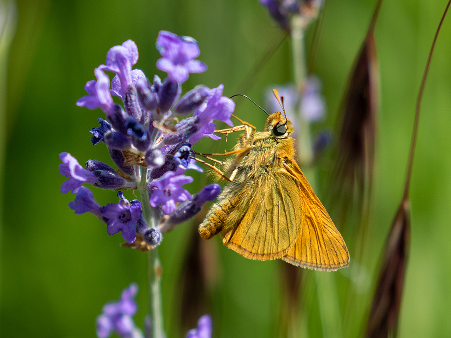 Ochlodes sylvanus   