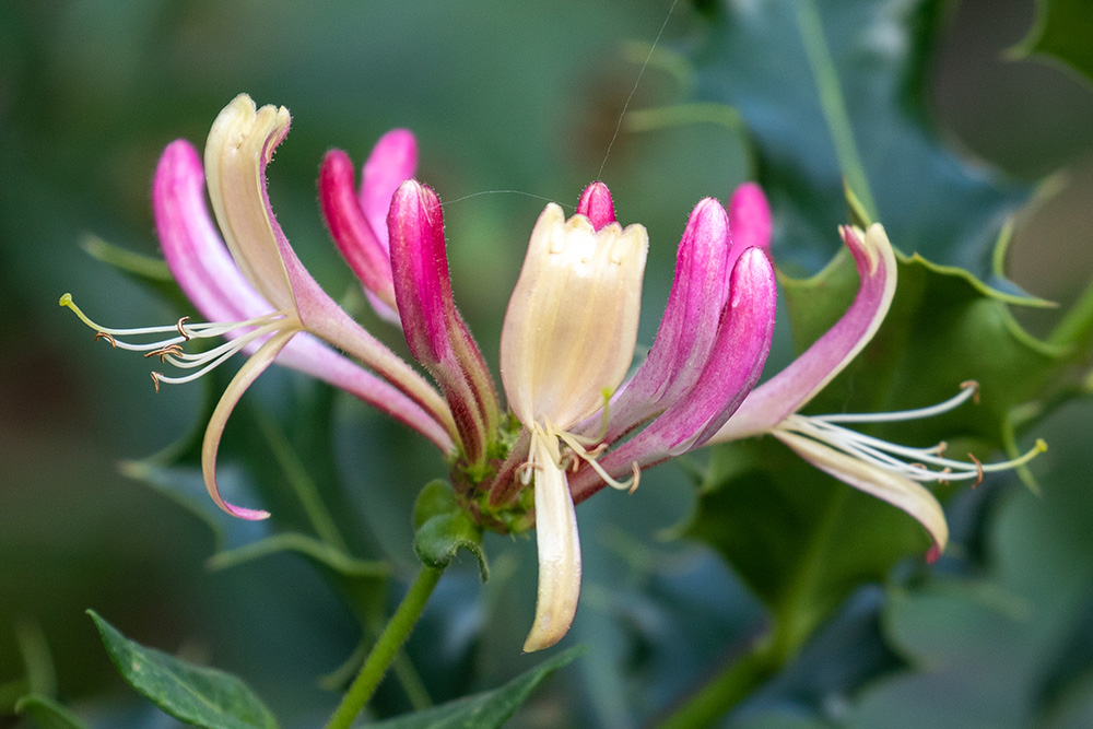 Lonicera caprifolium
