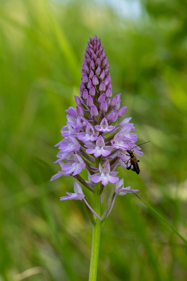 Anacamptis pyramidalis