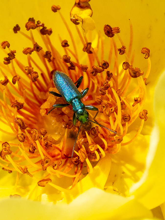 Chrysanthia viridissima