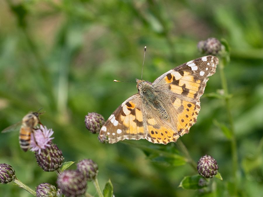 Vanessa cardui  