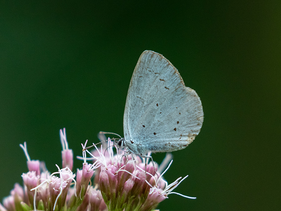 Celastrina argiolus   