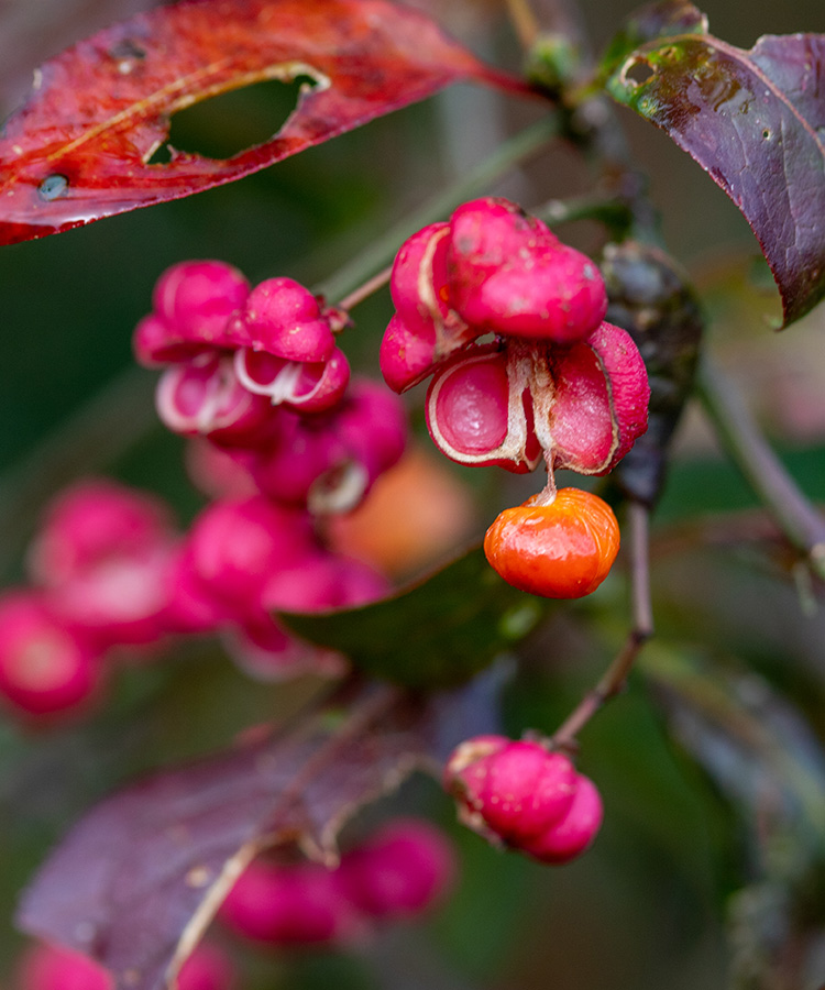 Euonymus europaeus