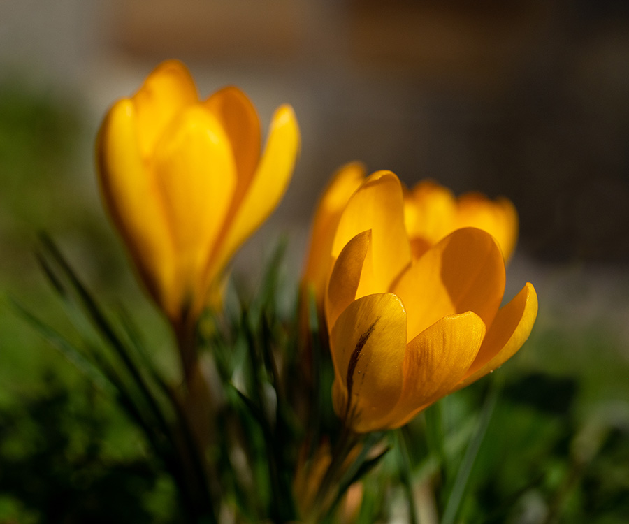 Crocus
