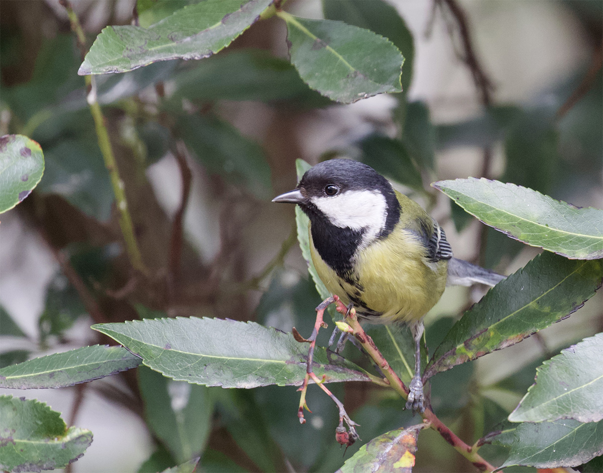 Great Tit