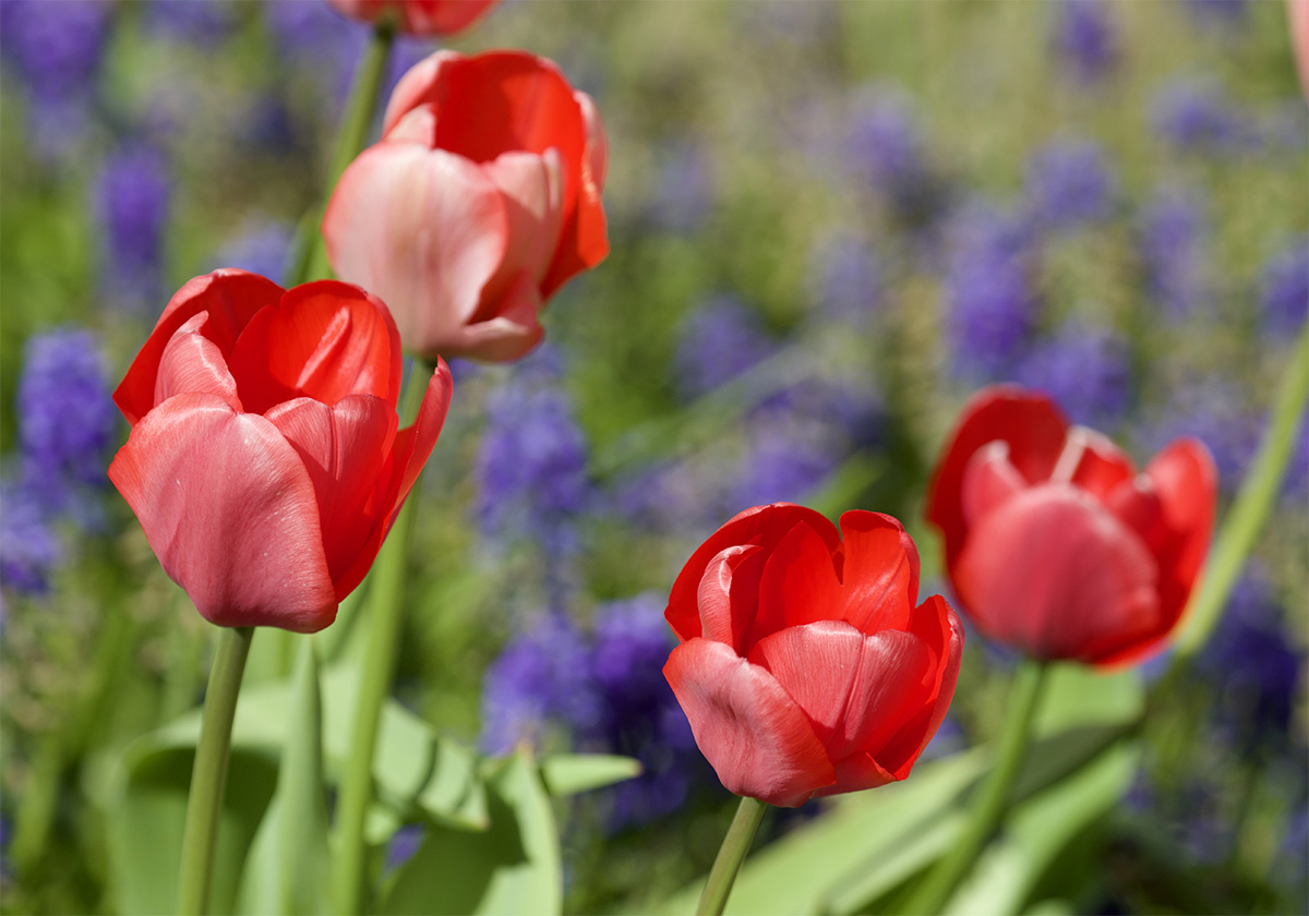 Tulips