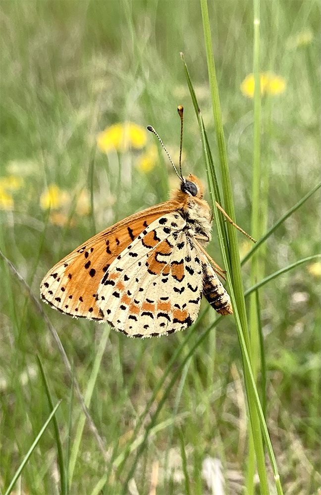 Meliteae didyma