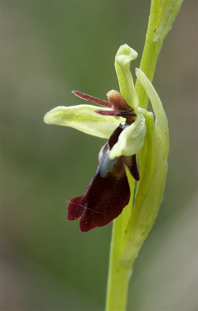 Ophrys insectifera