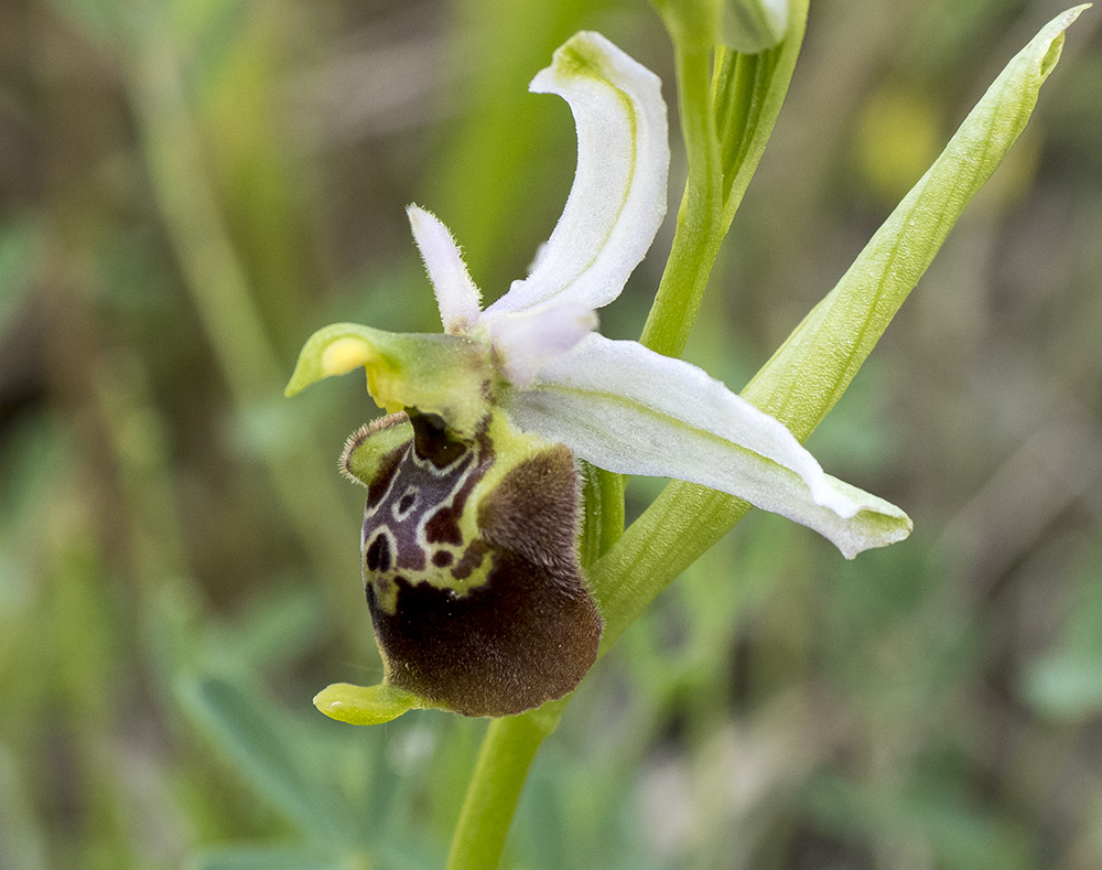 Ophrys holoserica