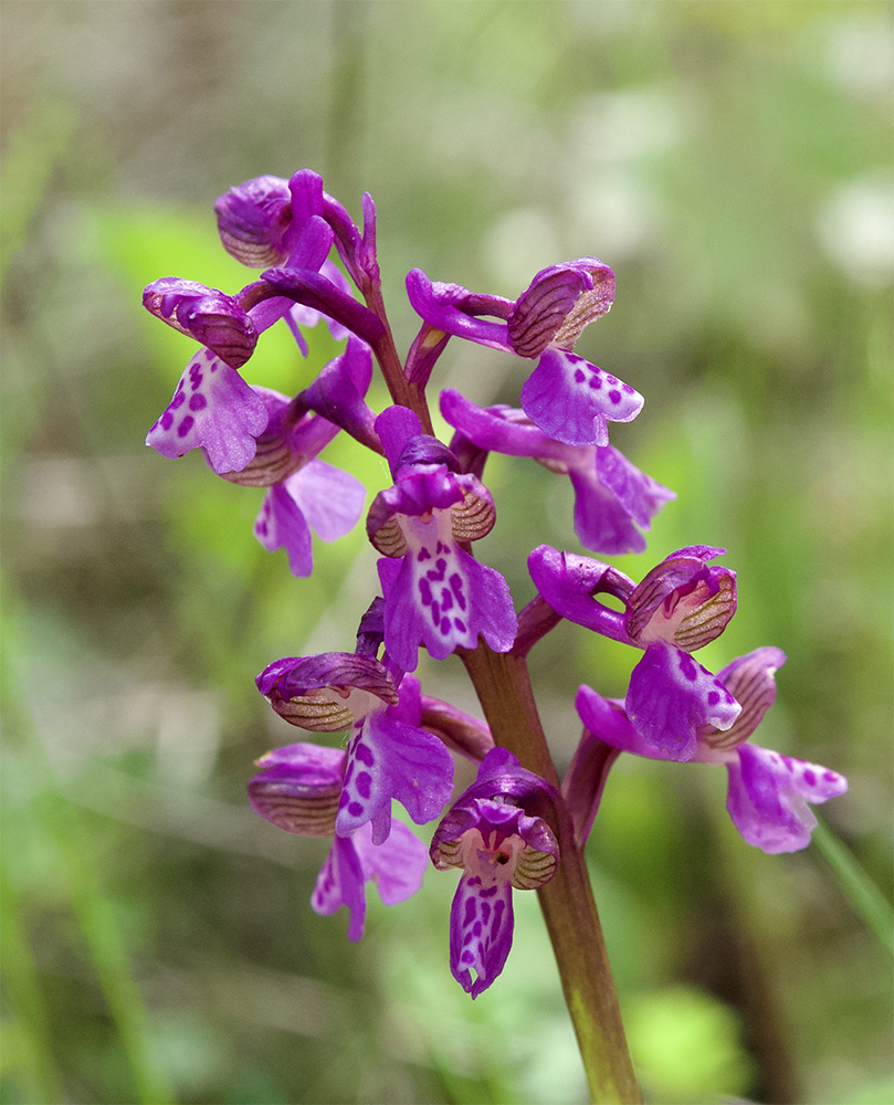 Anacamptis morio