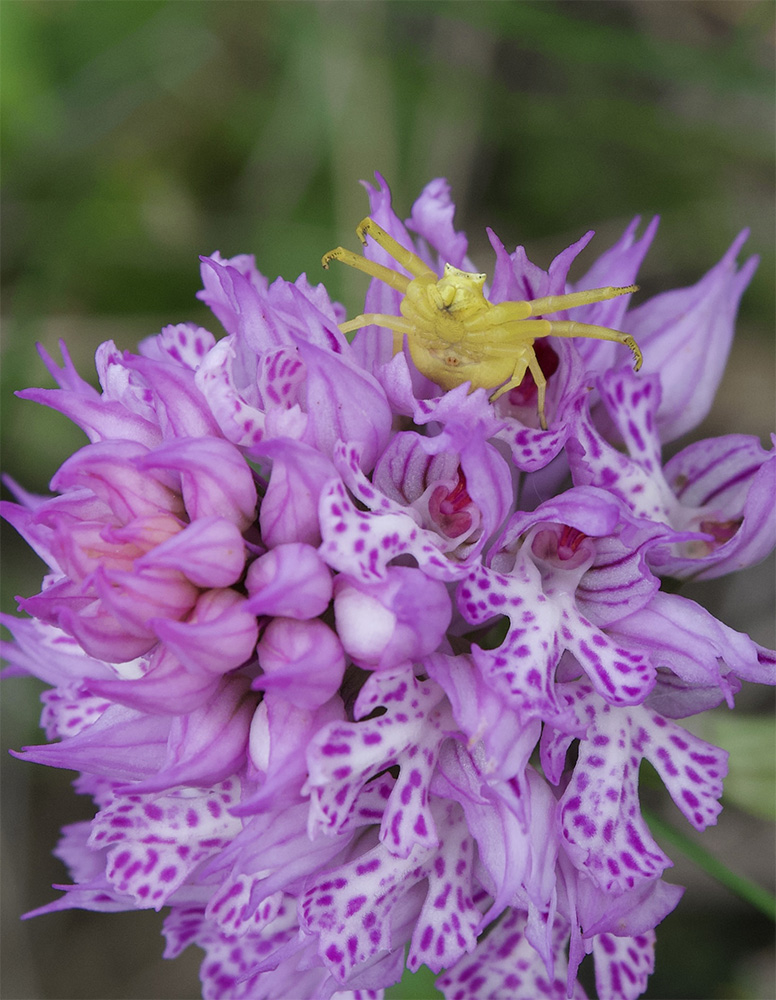 Misumena vatia on Neotinea tridentata
