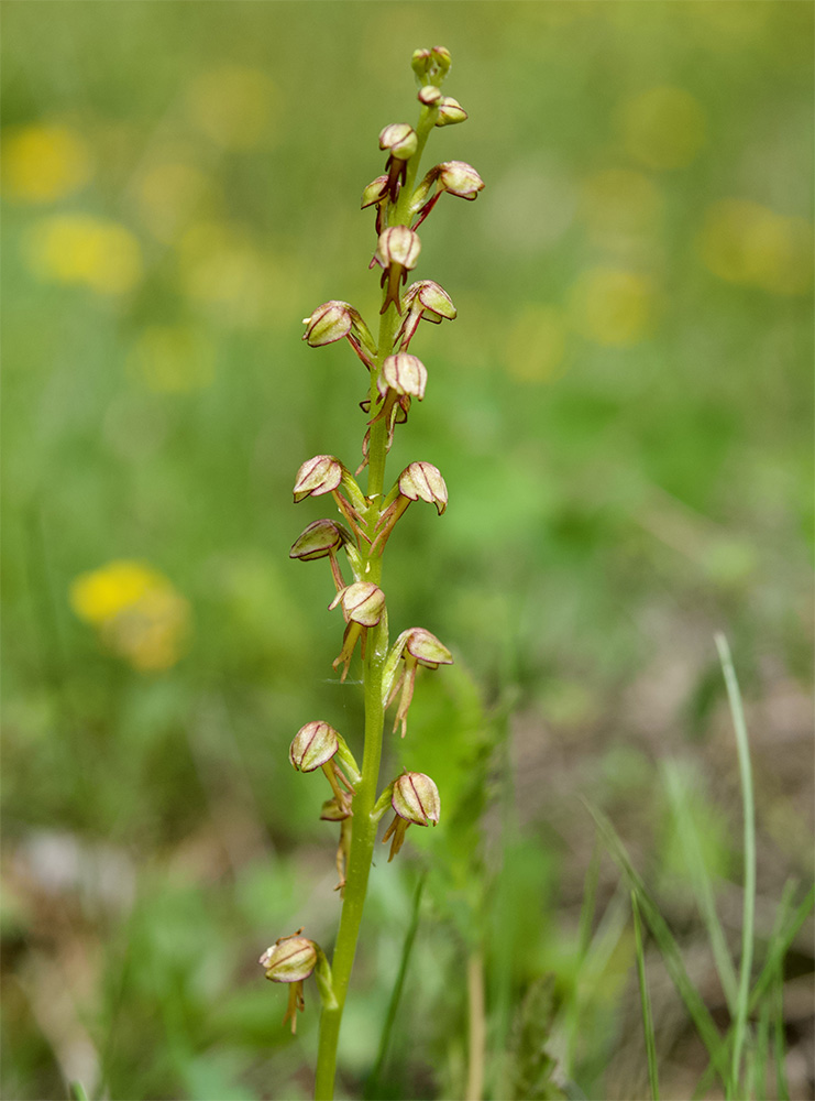 Aceras antropophorum
