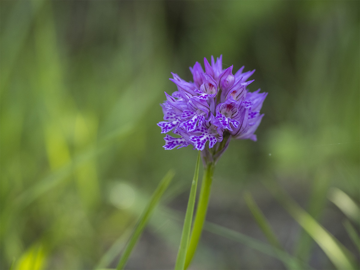 Neotinea tridentata