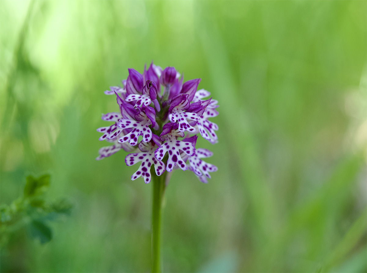 Neotinea tridentata x ustulata