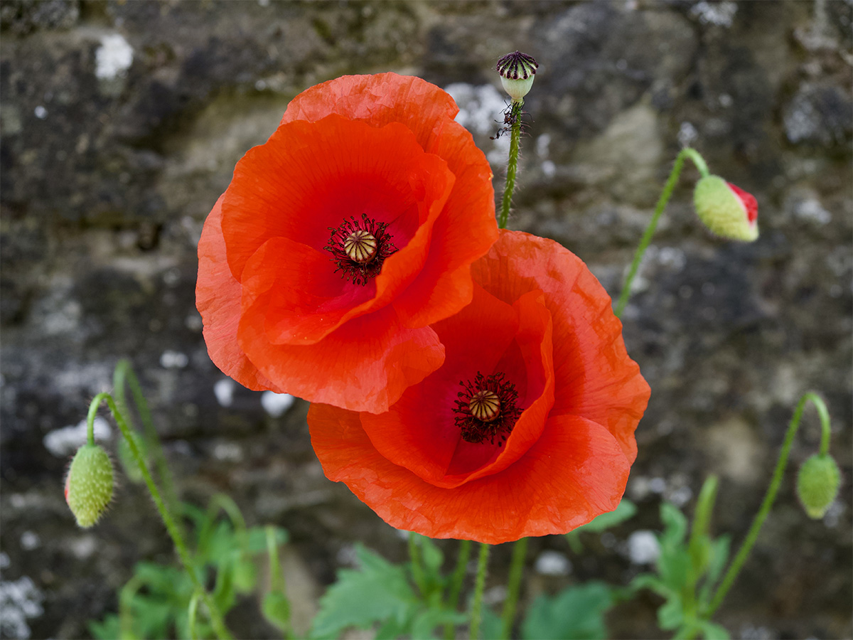 Papaver rhoeas 