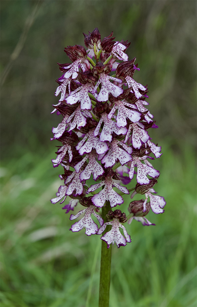 Orchis purpurea