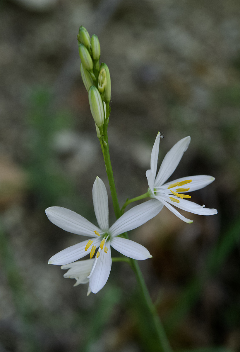 Anthericum liliago