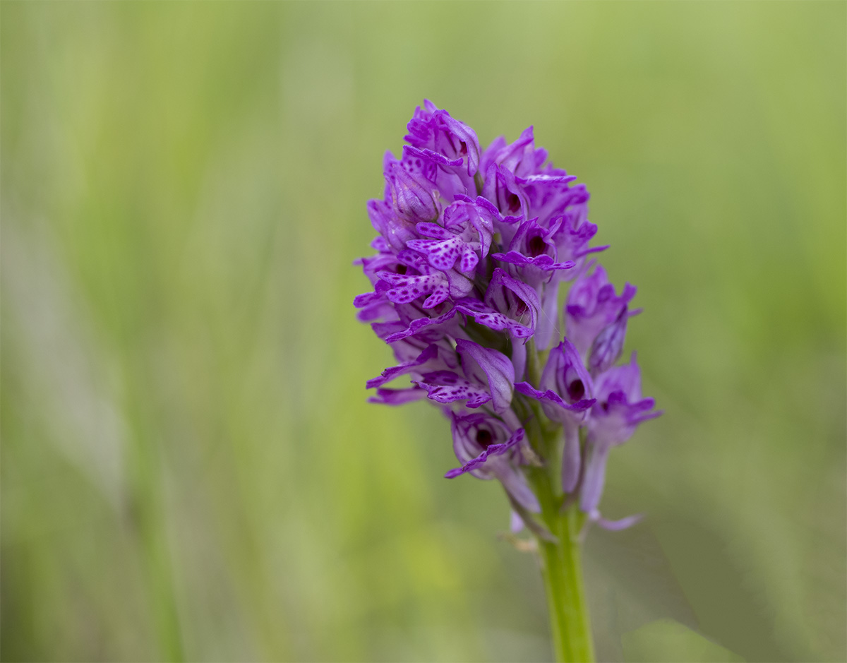 Neotinea tridentata