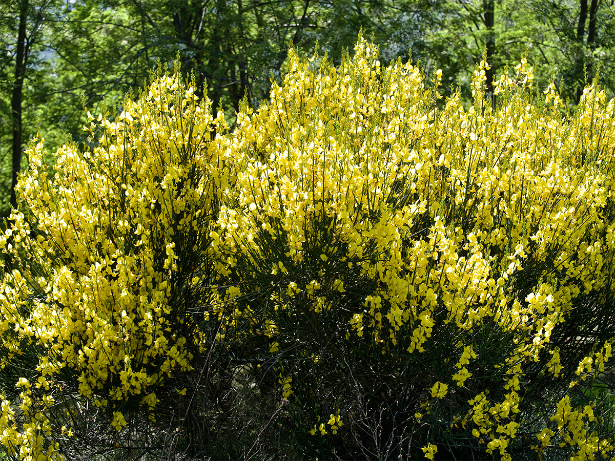 Cytisus scoparius 