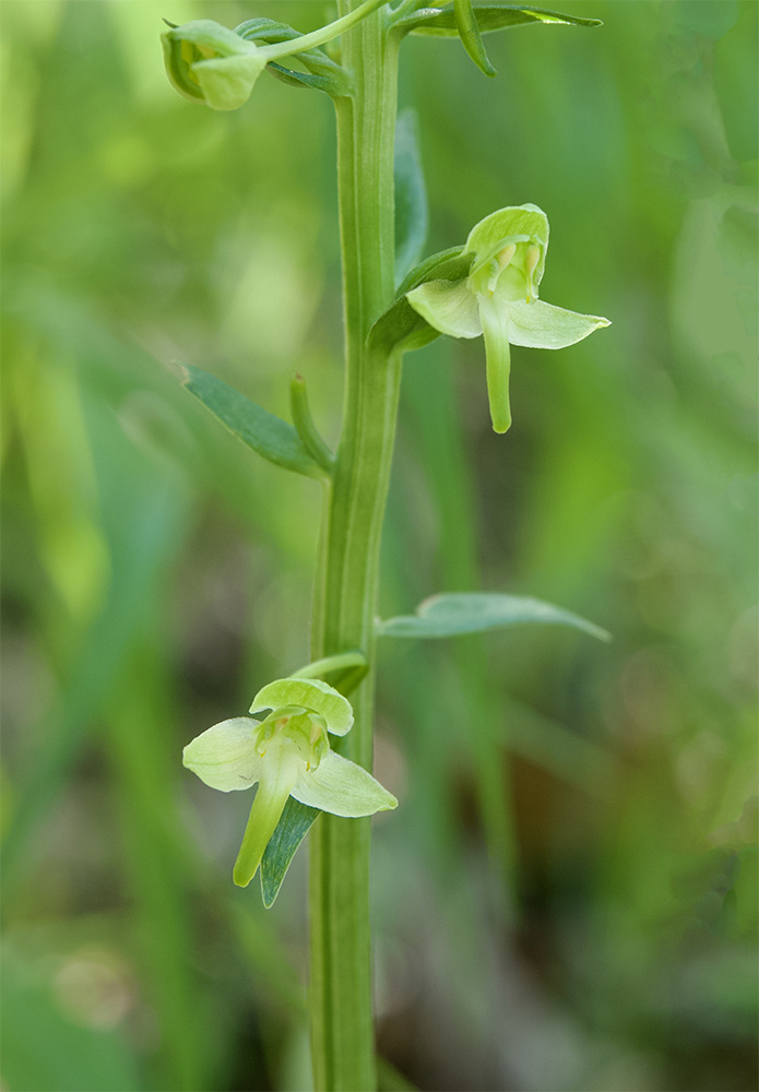 Platanthera chlorantha