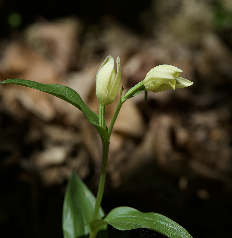 Cephalantera damasonium