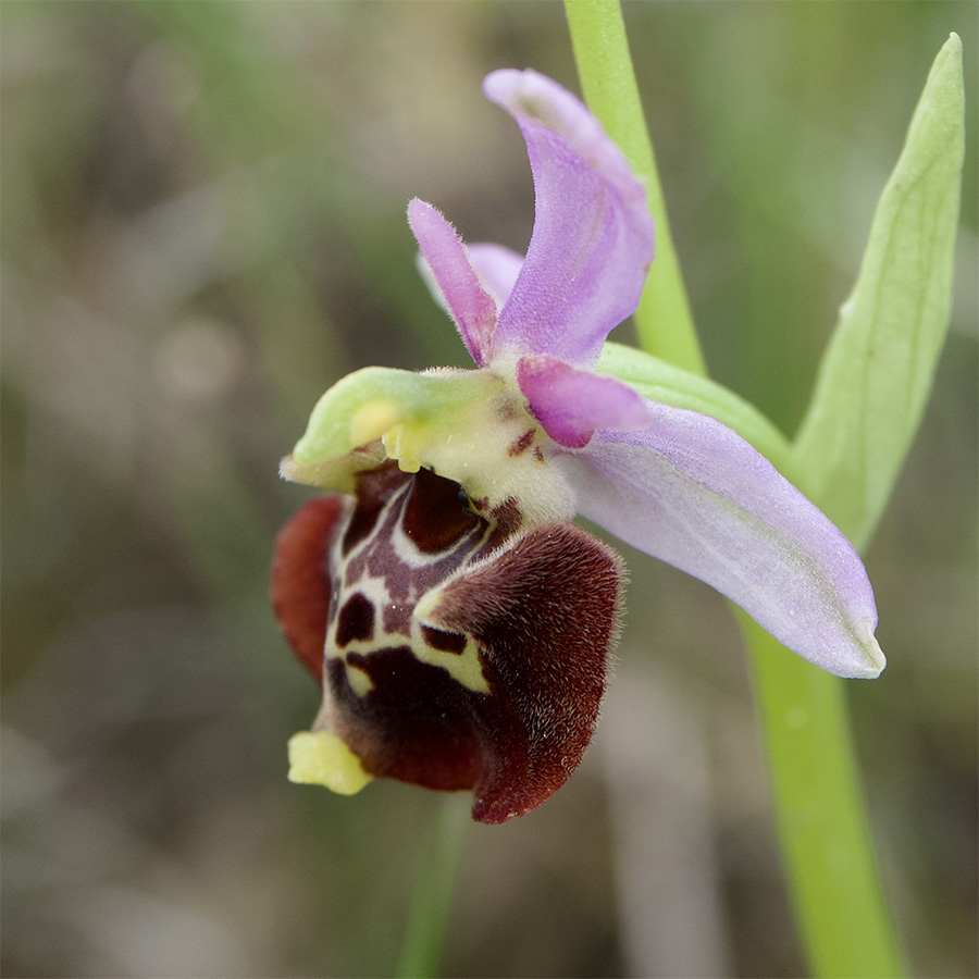 Ophrys holoserica