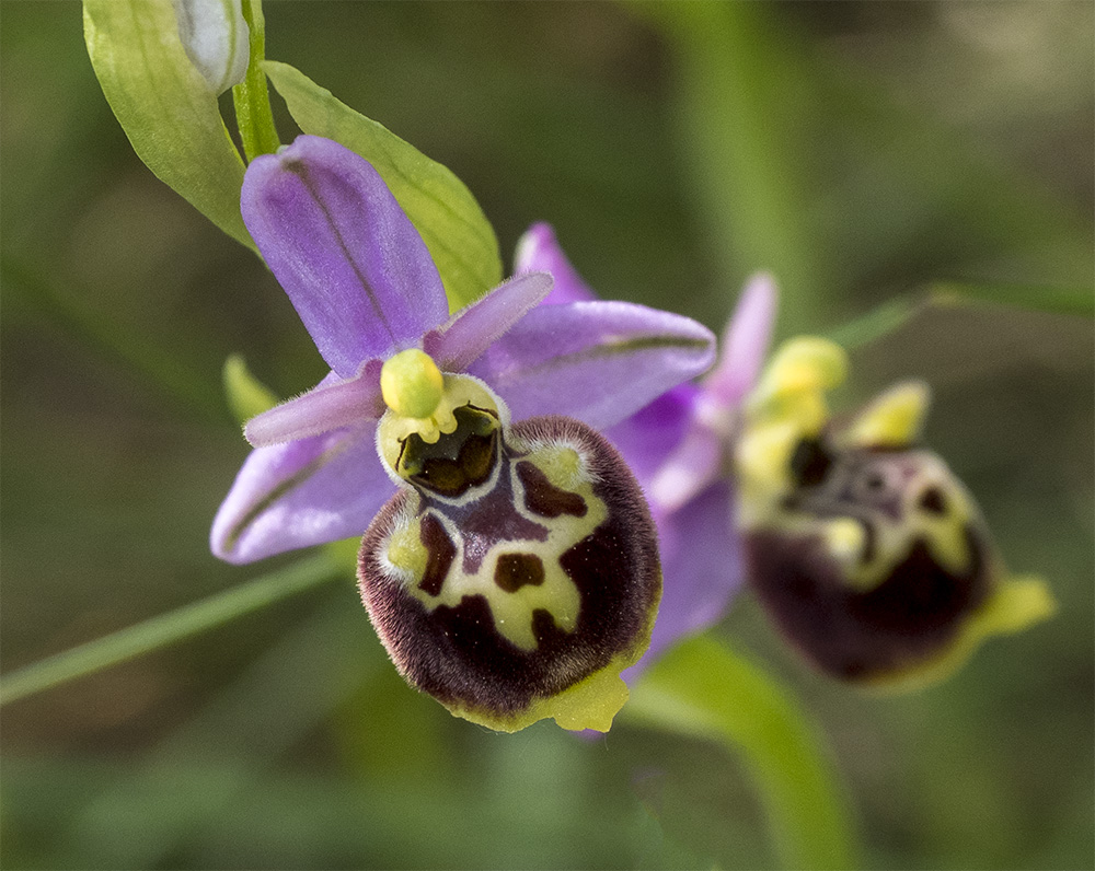 Ophrys holoserica