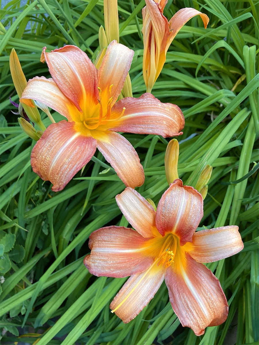 Hemerocallis 